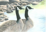 Canada goose (Branta canadensis)