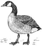 Canada goose (Branta canadensis)