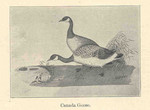 Canada goose (Branta canadensis)