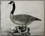 Canada goose (Branta canadensis)