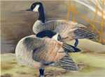 Canada goose (Branta canadensis)