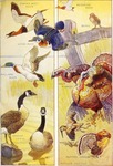 ...ild turkey (Meleagris gallopavo), Canada goose (Branta canadensis), American woodcock (Scolopax ...