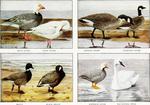 ...ranta hutchinsii), brant (Branta bernicla), black brant (Branta bernicla nigricans), emperor goo...