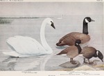 tundra swan (Cygnus columbianus), Canada goose (Branta canadensis), brent goose (Branta bernicla...