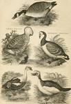 ...(Anser cygnoides), barnacle goose (Branta leucopsis), king eider (Somateria spectabilis), Muscov...