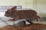 volcano rabbit (Romerolagus diazi)