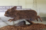 volcano rabbit (Romerolagus diazi)