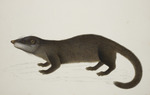 otter civet (Cynogale bennettii)