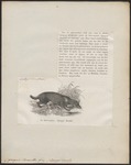 otter civet (Cynogale bennettii)