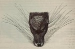 otter civet (Cynogale bennettii)