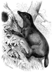 otter civet (Cynogale bennettii)