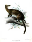 Hose's palm civet (Diplogale hosei)
