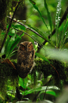 Rajah scops owl (Otus brookii)