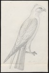 Mississippi kite (Ictinia mississippiensis)