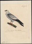 Mississippi kite (Ictinia mississippiensis)