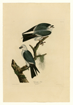 Mississippi kite (Ictinia mississippiensis)