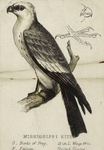 Mississippi kite (Ictinia mississippiensis)