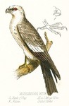 Mississippi kite (Ictinia mississippiensis)