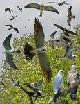 Mississippi kite (Ictinia mississippiensis)