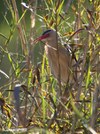 common little bittern (Ixobrychus minutus)