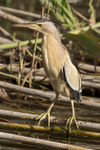 common little bittern (Ixobrychus minutus)