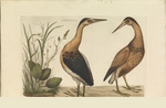 common little bittern (Ixobrychus minutus)