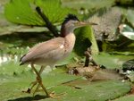 yellow bittern, Chinese little bittern (Ixobrychus sinensis)