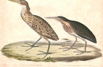 yellow bittern (Ixobrychus sinensis), black bittern (Ixobrychus flavicollis)