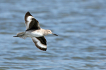 willet (Tringa semipalmata)