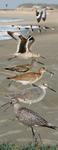 eastern willet (Tringa semipalmata semipalmata)