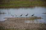 eastern willet (Tringa semipalmata semipalmata)