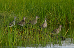 willet (Tringa semipalmata)