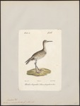 willet (Tringa semipalmata)