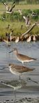 western willet (Tringa semipalmata inornata)