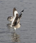 western willet (Tringa semipalmata inornata)