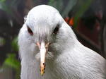 kagu (Rhynochetos jubatus)