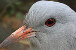 kagu (Rhynochetos jubatus)