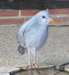 kagu (Rhynochetos jubatus)