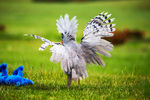kagu (Rhynochetos jubatus)