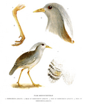 kagu (Rhynochetos jubatus)