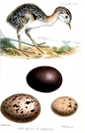red-winged tinamou (Rhynchotus rufescens), kagu (Rhynochetos jubatus), sunbittern (Eurypyga heli...