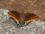 two-tailed pasha (Charaxes jasius)