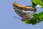 two-tailed pasha (Charaxes jasius)