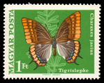 two-tailed pasha (Charaxes jasius)