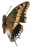 two-tailed pasha (Charaxes jasius)