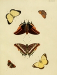 two-tailed pasha (Charaxes jasius), western yellow caper white (Belenois hedyle), small copper b...
