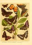 ...lesser purple emperor (Apatura ilia), poplar admiral (Limenitis populi), plain tiger (Danaus chr...