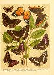 ...iral (Limenitis populi), plain tiger (Danaus chrysippus)