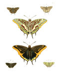 two-tailed pasha (Charaxes jasius), Bartram's scrub-hairstreak (Strymon acis), silver-banded hai...