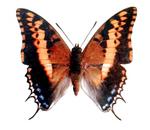 two-tailed pasha (Charaxes jasius)